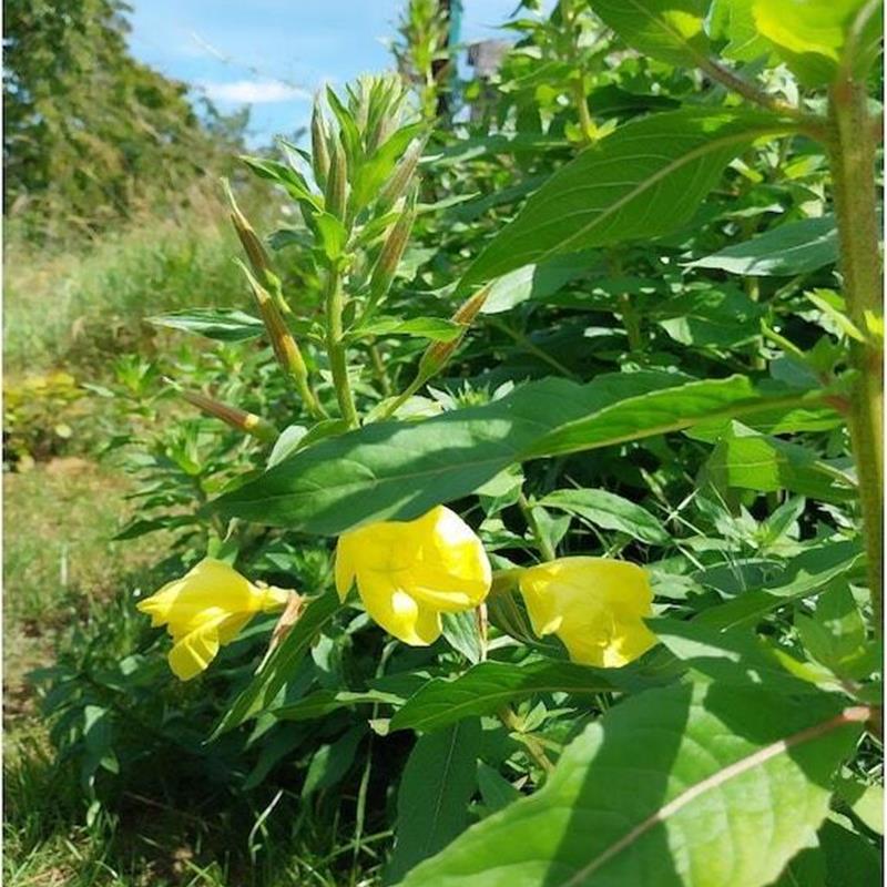 Sommerhus - 6 personer -  - 99095 - Erfurt\/ Schwerborn