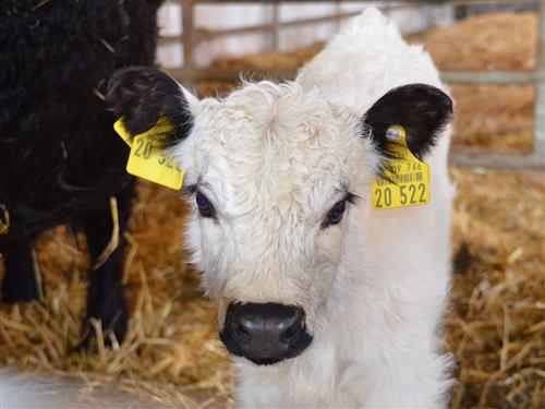 Ferieleilighet - 5 personer -  - Poggersdorf - 92431 - Neunburg Vorm Wald