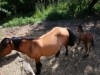 Billede 33