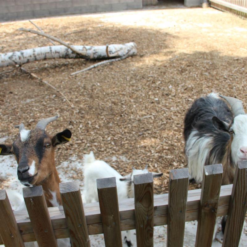 Bondegård - 4 personer -  - Stemmasgrün - 95632 - Wunsiedel