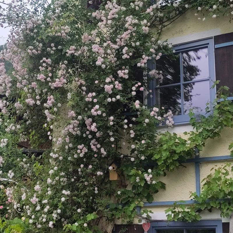 Ferielejlighed - 2 personer -  - Ahornweg - 83487 - Marktschellenberg