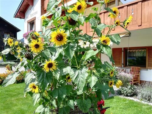 Ferielejlighed - 2 personer -  - Riese - 6886 - Schoppernau