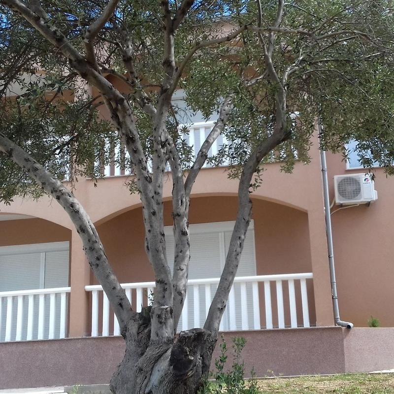 Ferielejlighed - 4 personer -  - Dolac - 21223 - Okrug Gornji