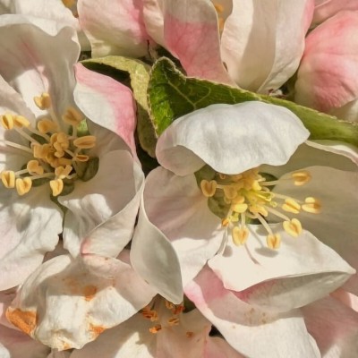 Billede 4