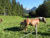 Billede 2