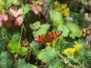 Billede 26