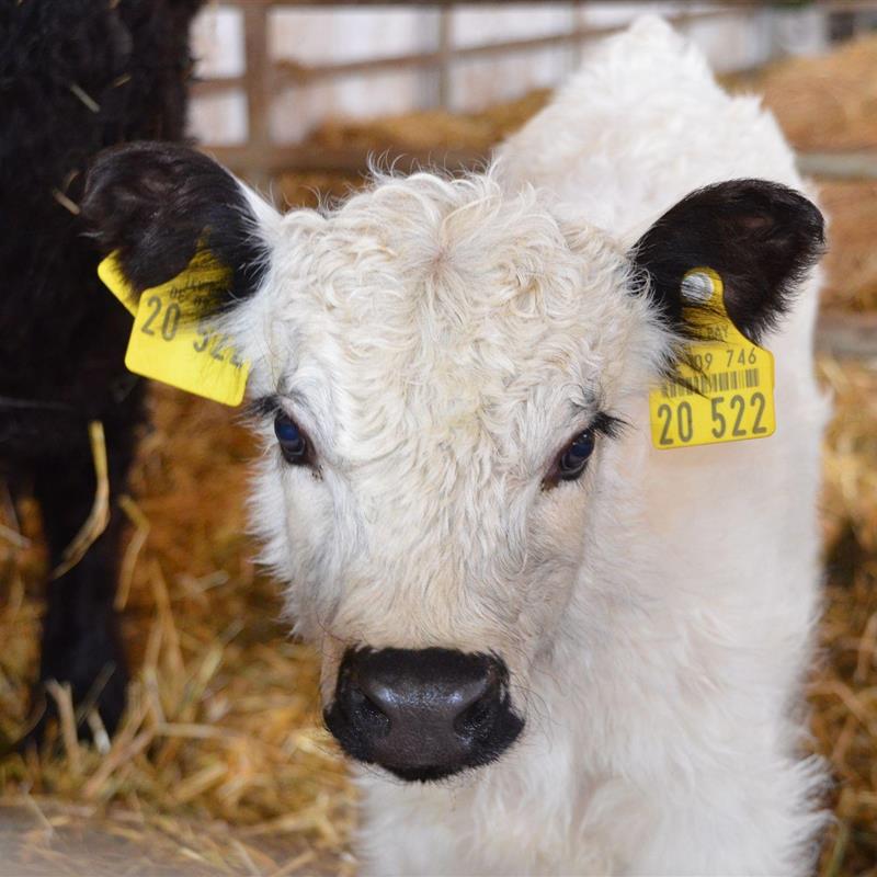 Ferielejlighed - 8 personer -  - Poggersdorf - 92431 - Neunburg Vorm Wald