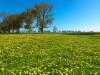 Bilde 11