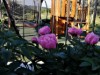 Billede 48