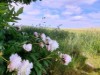 Bild 17
