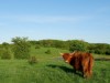 Bilde 30
