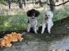 Bild 15