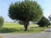 Bilde 27