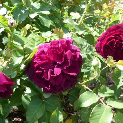 Billede 4