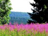 Bild 13 - Inde