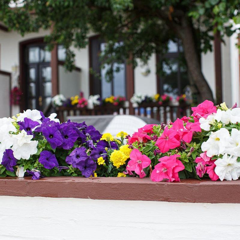 Ferielejlighed - 4 personer -  - Sandwall - 25938 - Wyk