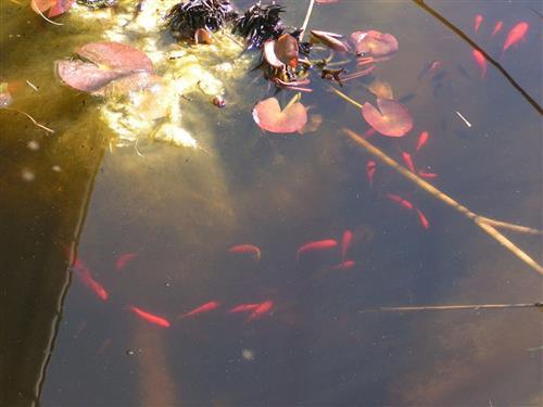 Ferieleilighet - 3 personer -  - Schlehenweg - 17454 - Zinnowitz