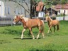 Billede 9