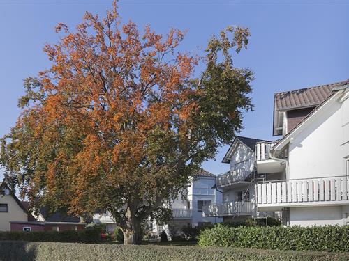 Ferielejlighed - 2 personer -  - Friedenstraße - 18374 - Ostseeheilbad Zingst