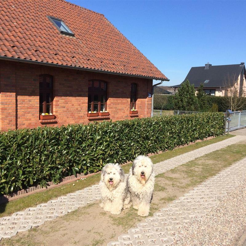 Sommerhus - 8 personer -  - Kargow - 17192