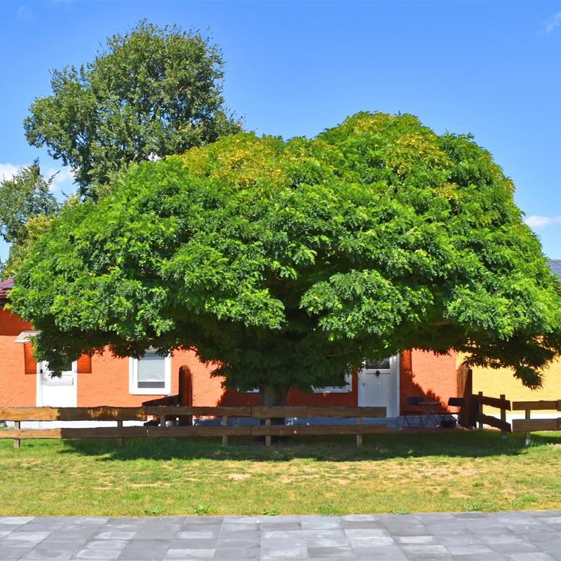 Ferielejlighed - 2 personer -  - 17252 - Mirow