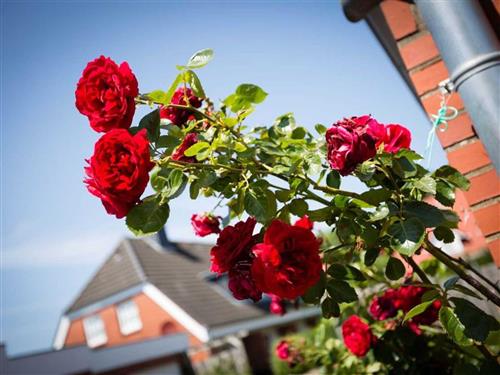 Sommerhus - 3 personer -  - Olsdorfer Straße - 25826 - St. Peter-Ording