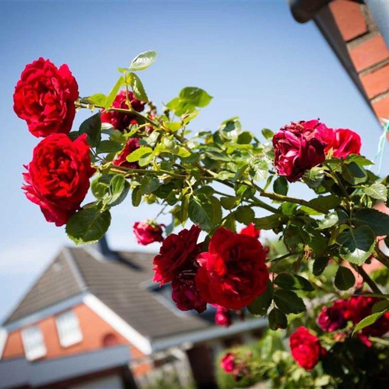 Sommerhus - 3 personer -  - Olsdorfer Straße - 25826 - St. Peter-Ording