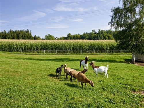  - 8 persons -  - Dirnberg - 83123 - Amerang