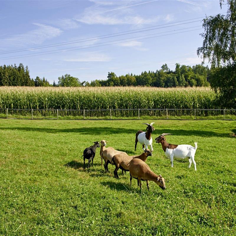  - 8 personer -  - Dirnberg - 83123 - Amerang