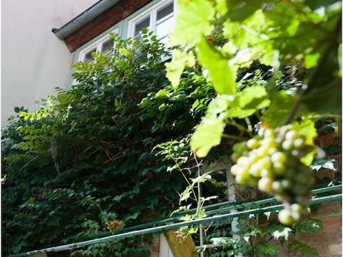 Feriehus - 4 personer -  - 06484 - Quedlinburg
