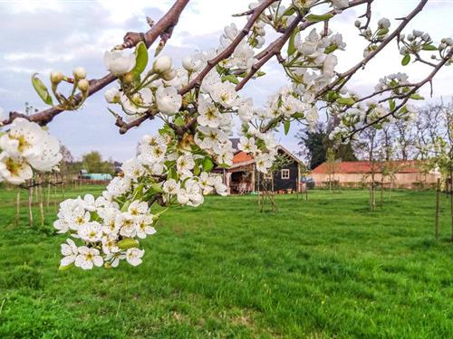 Holiday home - 4 persons -  - Belgenhoek - 5985 NJ - Grashoek