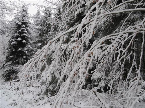 Ferielejlighed - 4 personer -  - Mühlenstraße - 77966 - Kappel-Grafenhausen