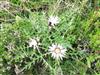 Bild 54