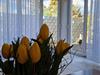 Bilde 5