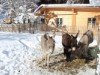 Bilde 4
