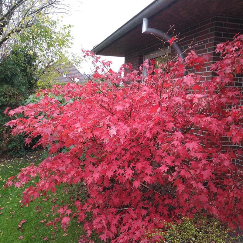 Ferielejlighed - 2 personer -  - Fasanenstr. - 26969 - Butjadingen / Burhave