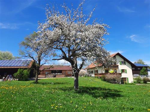 Semesterhus/Semesterlägenhet - 4 personer -  - Heusteig - 87463 - Dietmannsried