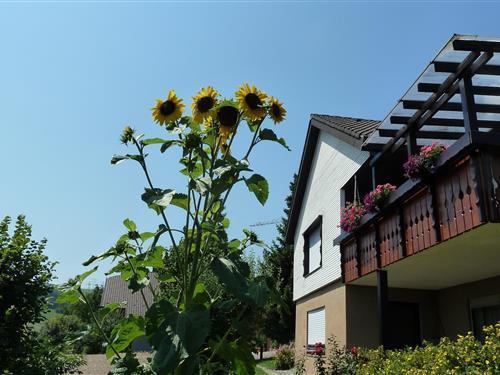 Holiday Home/Apartment - 2 persons -  - Hofwiese - 79809 - Weilheim