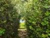 Billede 12