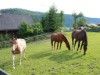 Image 47