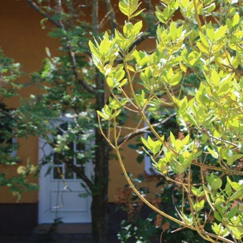 Sommerhus - 2 personer -  - 55270 - Engelstadt