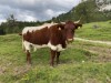 Bilde 3