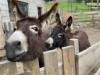 Bilde 4