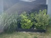 Billede 52