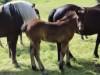 Billede 40