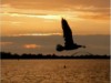 Bilde 37