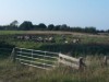 Billede 19
