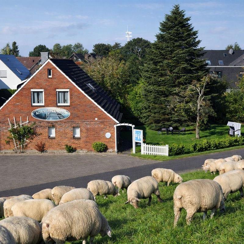 Ferielejlighed - 3 personer -  - Deichstraße - 26434 - Schillig