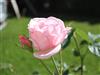 Billede 11