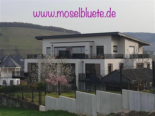 Ferielejlighed - 4 personer -  - Im Kirschfeld - 54470 - Bernkastel-Kues